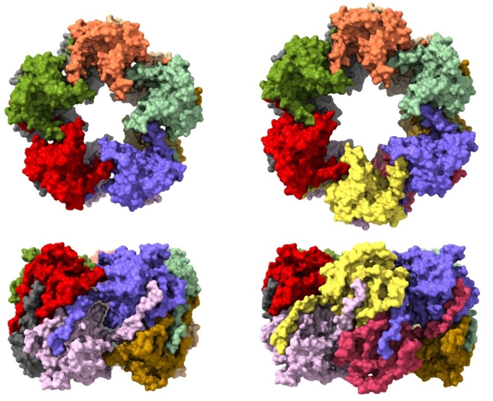 Revelan la estructura de una proteína clave del virus que causa el Mal de Río Cuarto