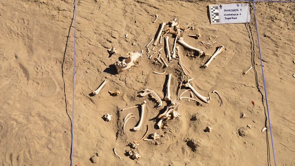 Primer registro sudamericano: descubren en Patagonia restos arqueológicos de un perro utilizado como animal de carga