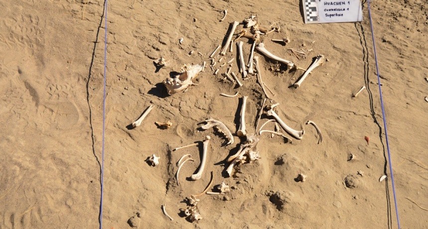 Primer registro sudamericano: descubren en Patagonia restos arqueológicos de un perro utilizado como animal de carga
