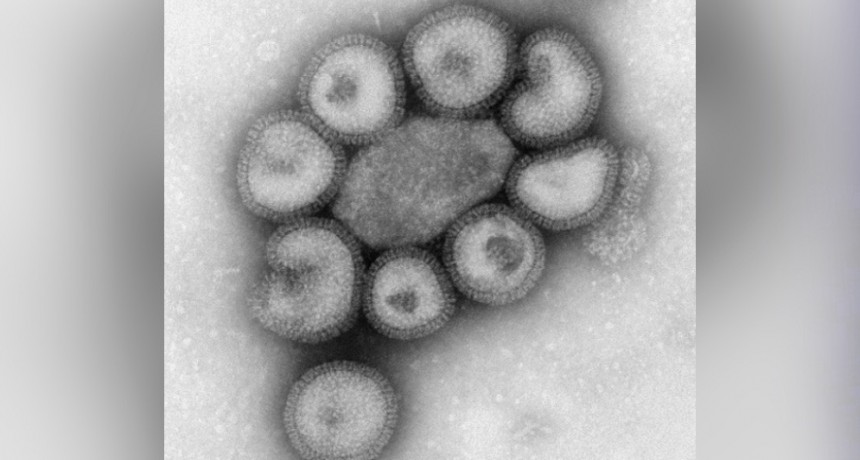 Identifican un potencial biomarcador para predecir la gravedad de la influenza en pacientes pediátricos