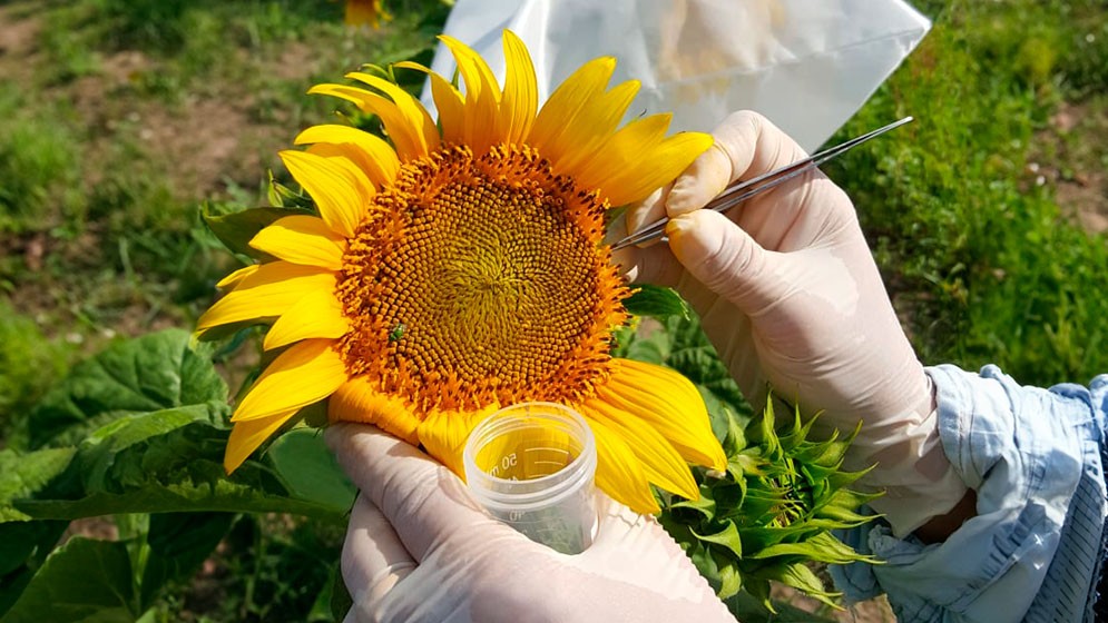 Girasol: revelan mecanismo que podría abrir camino hacia nuevas estrategias de mejoramiento genético