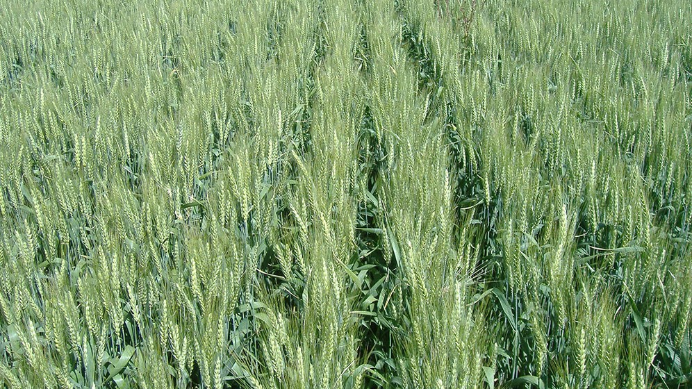 Científicos argentinos realizan descubrimiento clave para aumentar el rendimiento del trigo