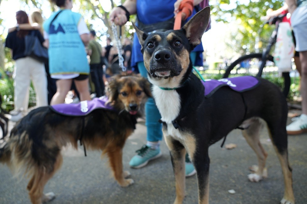 Jornada de adopción de perros y gatos este sábado en Plaza Monseñor Miguel de Andrea