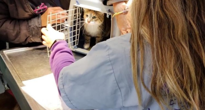 Castraciones y vacunas antirrábicas gratuitas para perros y gatos en toda la Ciudad