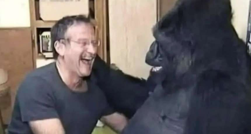 Cuando el actor Robin Williams hizo reír a un gorila.