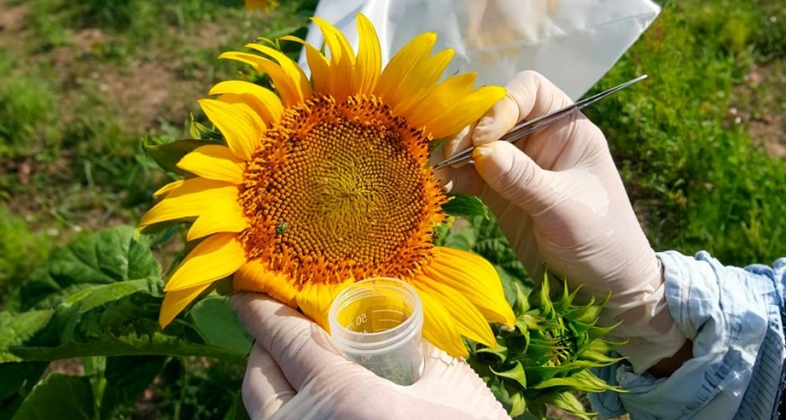 Girasol: revelan mecanismo que podría abrir camino hacia nuevas estrategias de mejoramiento genético