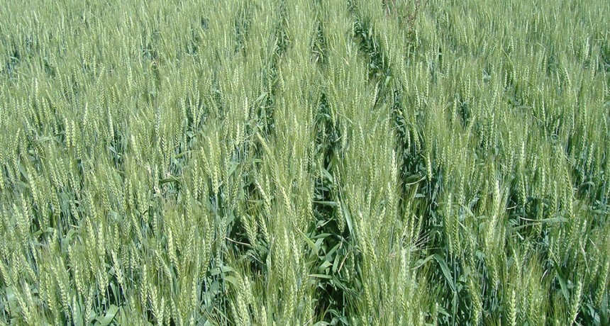 Científicos argentinos realizan descubrimiento clave para aumentar el rendimiento del trigo