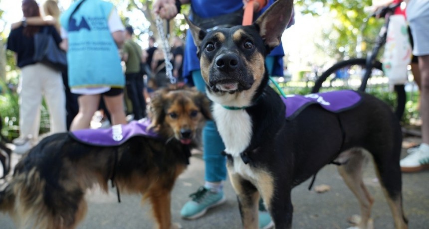 Jornada de adopción de perros y gatos este sábado en Plaza Monseñor Miguel de Andrea