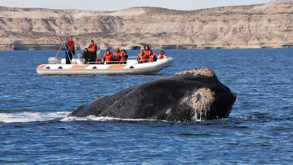 Cuando el mar respira cerca: el m&aacute;gico regreso de las ballenas a las costas bonaerenses