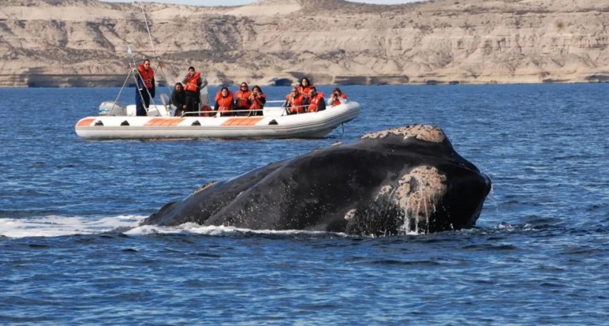 Cuando el mar respira cerca: el m&aacute;gico regreso de las ballenas a las costas bonaerenses