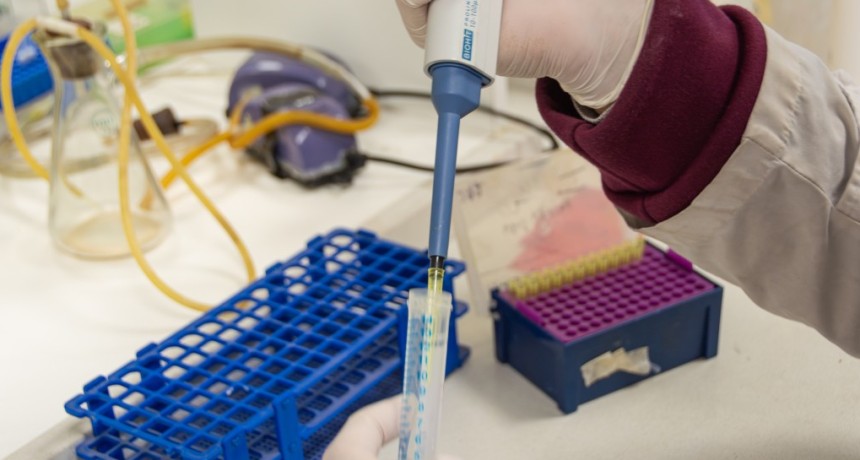 Cient&iacute;ficos del CONICET identifican una posible estrategia alternativa para el tratamiento del dolor cr&oacute;nico