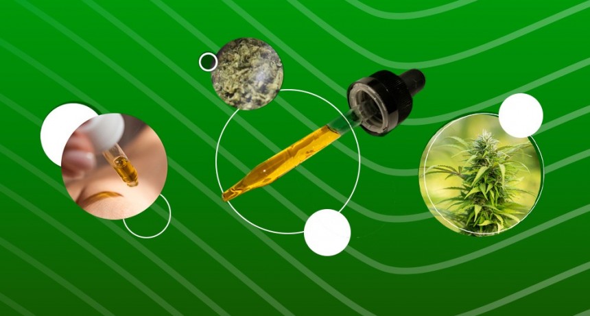 Desarrollarán el perfil genético de variedades de cannabis medicinal cultivadas en Corrientes