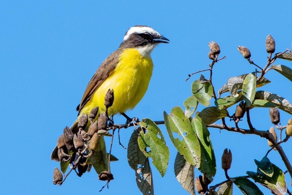 Una nueva especie de ave para la Argentina fue hallada en el Parque Nacional Iguazú