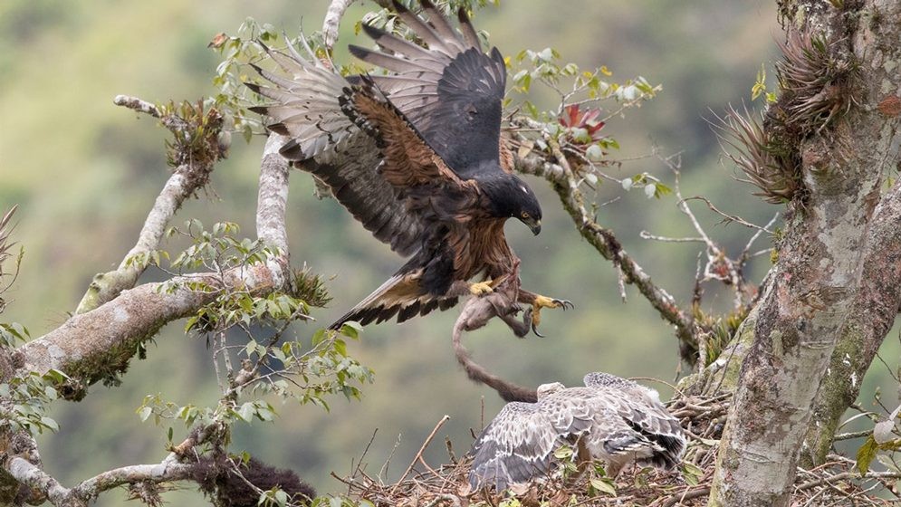 Científicos del CONICET logran determinar el área que utilizan las águilas andinas juveniles para alimentarse y refugiarse