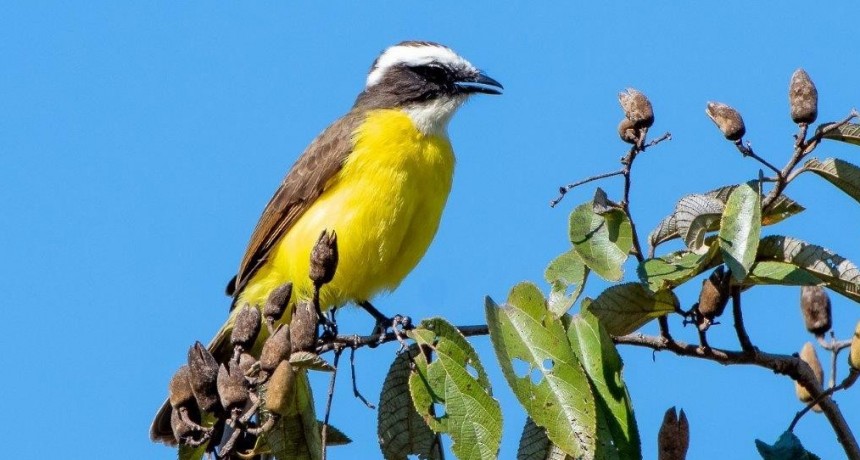 Una nueva especie de ave para la Argentina fue hallada en el Parque Nacional Iguazú