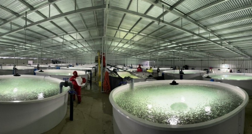 La acuicultura pasó en tres años a ser uno de los sectores productivos con mayor potencial