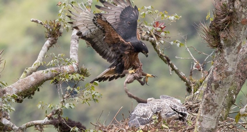 Científicos del CONICET logran determinar el área que utilizan las águilas andinas juveniles para alimentarse y refugiarse