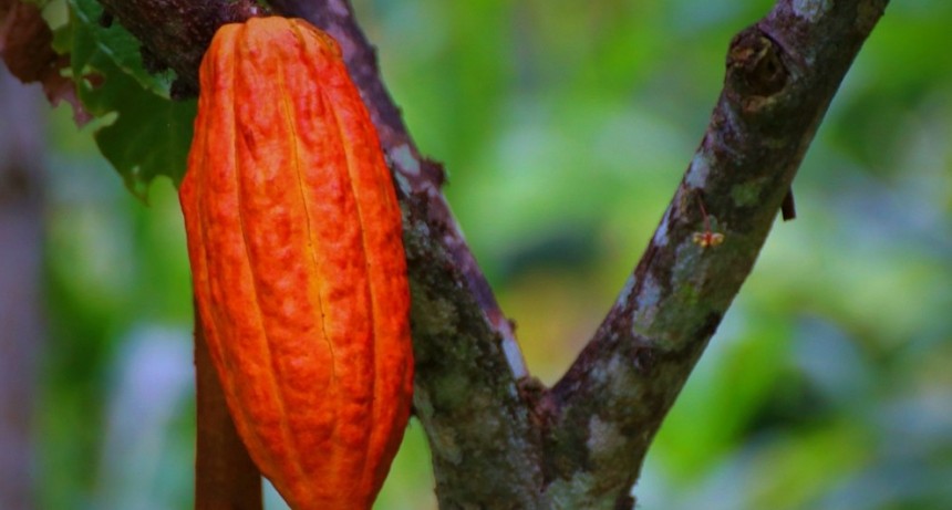 Avanza el desarrollo de una tecnología que reduce un contaminante en las almendras de cacao