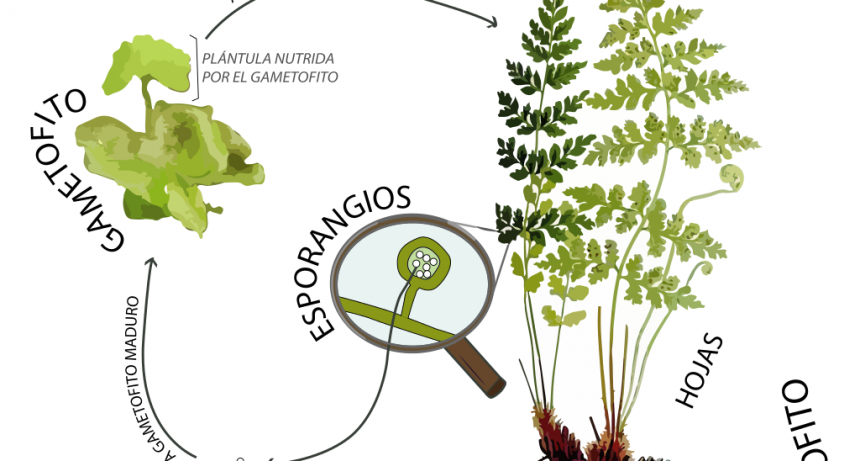  Botánicas de Latinoamérica. María Teresa Murillo Pulido, una colombiana entre helechos