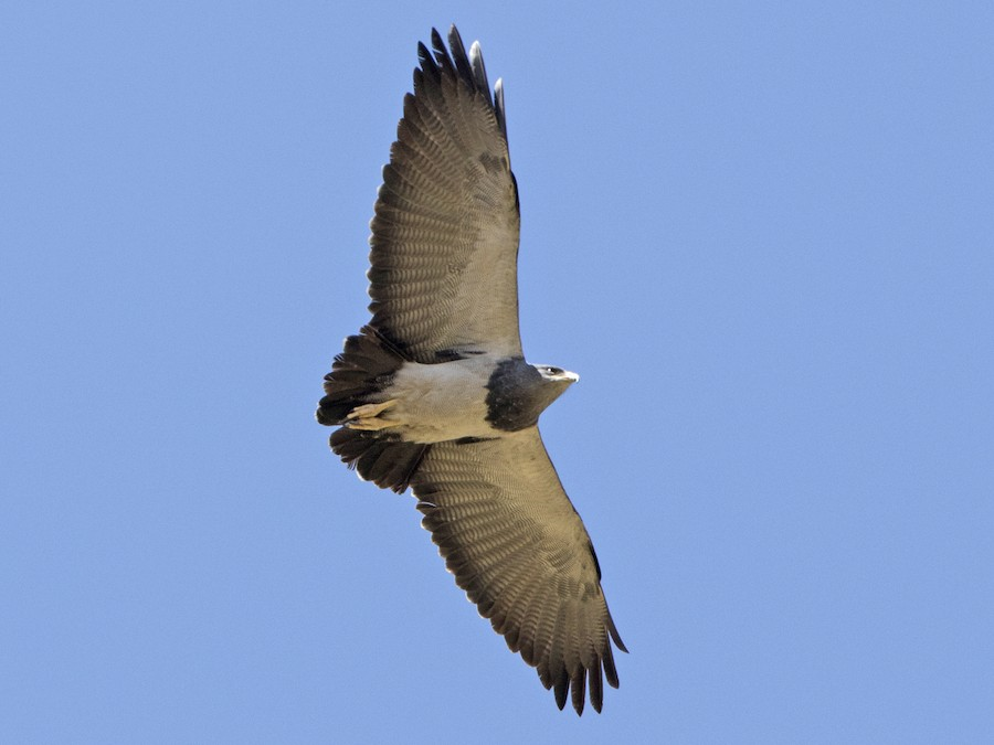 El vuelo plateado del águila Mora