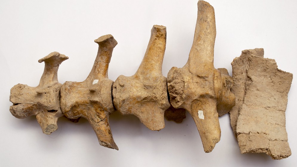 Hallan restos de un gliptodonte con marcas de origen humano que replantean las hipótesis sobre el poblamiento de América
