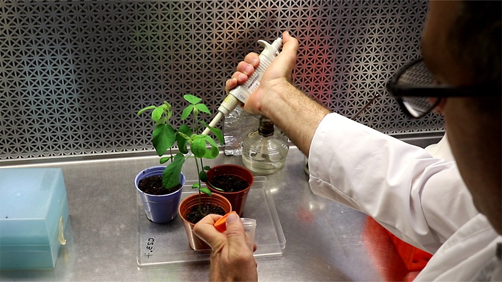 Ingeniería genética: mejorar biofertilizantes para aumentar la productividad agrícola