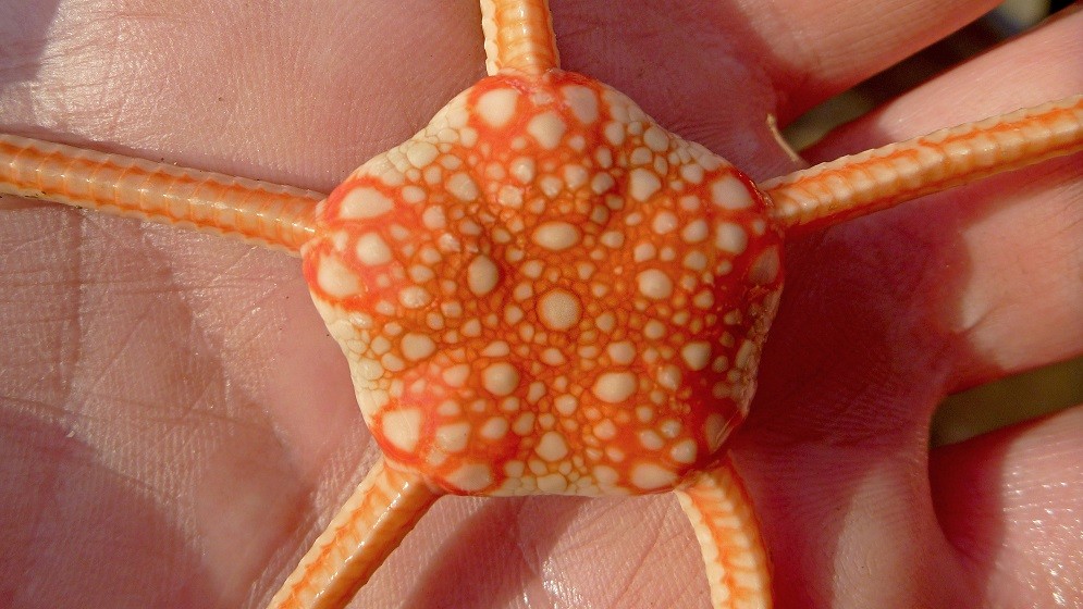 Un estudio internacional con participación del CONICET revela conexiones entre especies parientes de las estrellas de mar que viven en el océano profundo