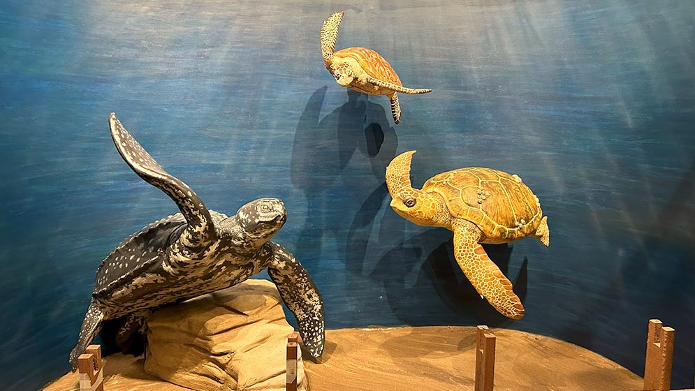 Puesta en marcha de un nuevo espacio de divulgación científica sobre ciencia marina en la costa atlántica