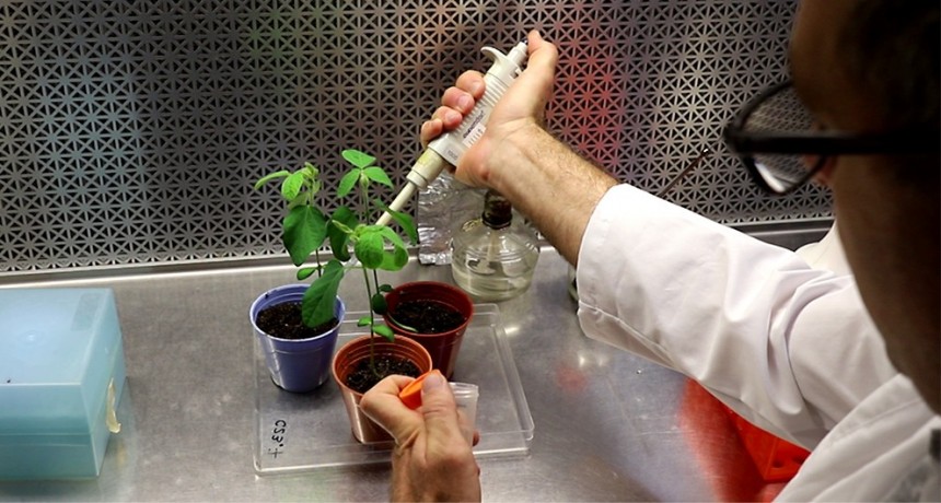 Ingeniería genética: mejorar biofertilizantes para aumentar la productividad agrícola