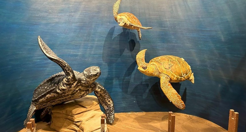 Puesta en marcha de un nuevo espacio de divulgación científica sobre ciencia marina en la costa atlántica
