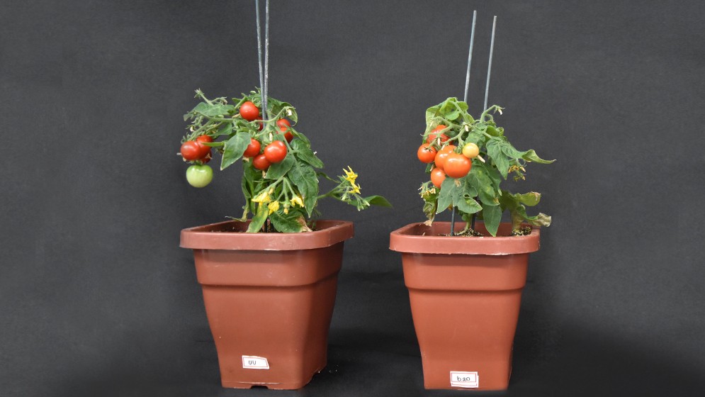 Identifican un gen que mejora el rendimiento de la planta de tomate en respuesta a la densidad de siembra