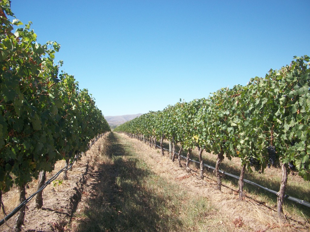 Agosto invita a recorrer la Ruta del Olivo y los Vinos de Buenos Aires