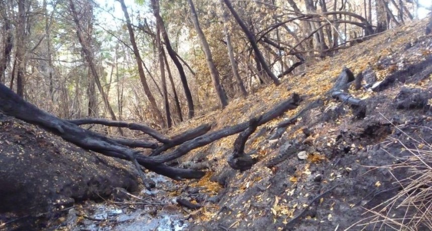 Determinan el impacto de los incendios forestales en los cuerpos de agua