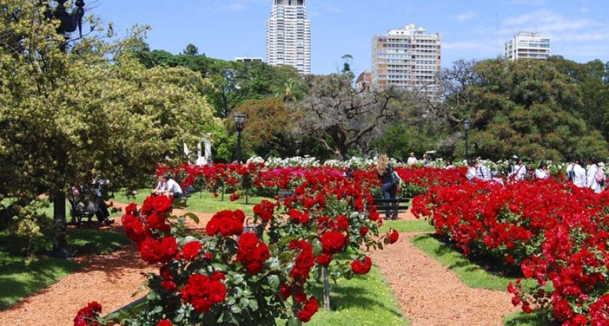 El Rosedal de Palermo vuelve a regalar esquejes de rosas durante su tradicional poda de invierno