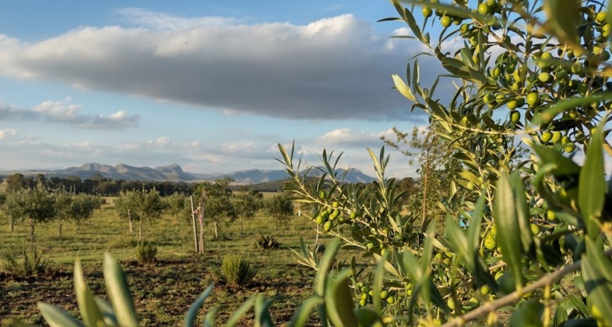 Enoturismo y oleoturismo: los eventos de julio para descubrir sabores bonaerenses