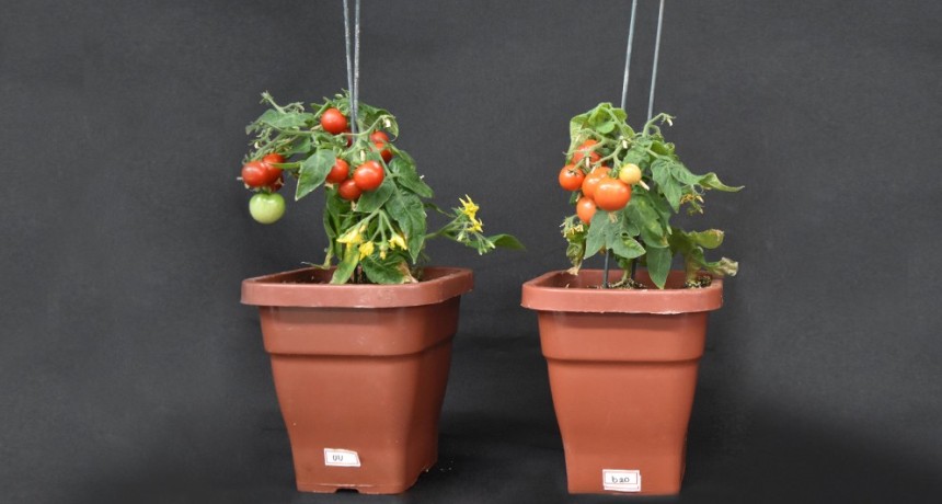 Identifican un gen que mejora el rendimiento de la planta de tomate en respuesta a la densidad de siembra