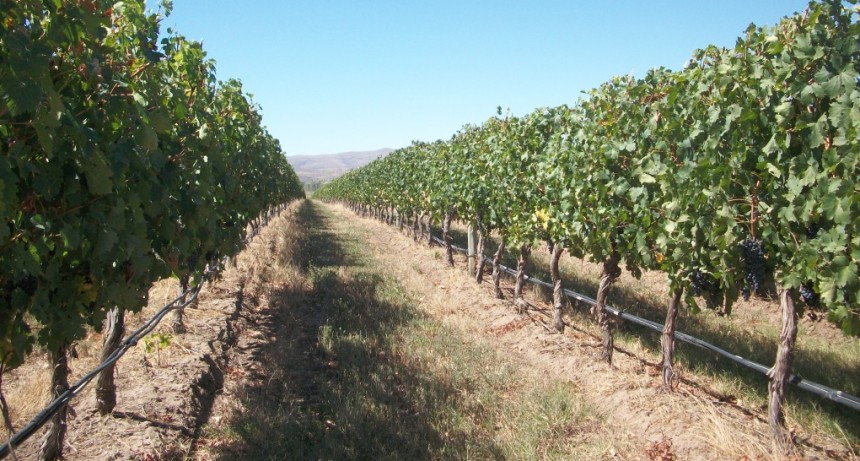 Agosto invita a recorrer la Ruta del Olivo y los Vinos de Buenos Aires