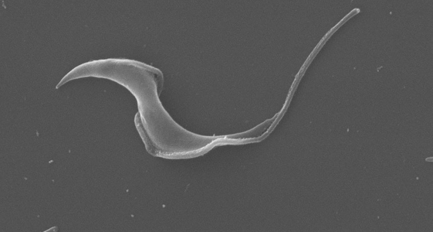 Desarrollan una herramienta bioinform&aacute;tica para estudiar el genoma del par&aacute;sito que produce Chagas