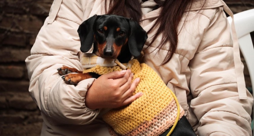 Mor&oacute;n refuerza la atenci&oacute;n gratuita para mascotas: castraciones, vacunaci&oacute;n y servicios veterinarios para toda la comunidad