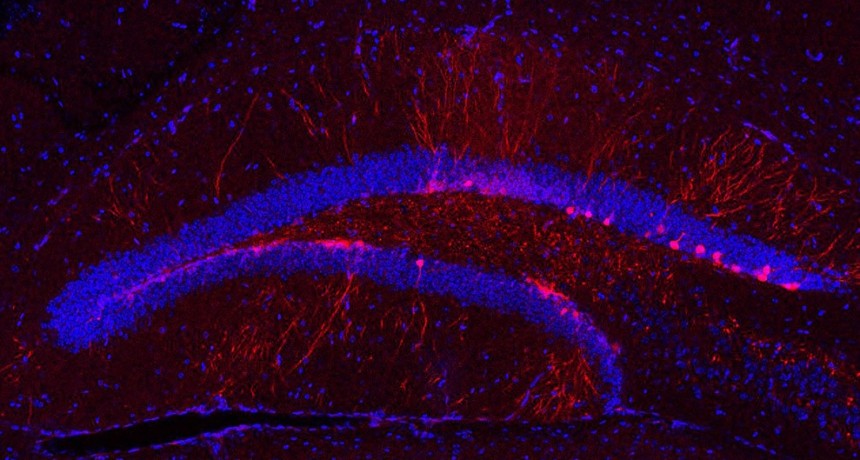 Acetilcolina: el neurotransmisor que potencia las conexiones neuronales