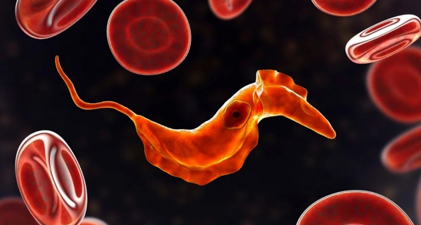 Claves sobre la enfermedad de Chagas: un problema de salud pública en Argentina