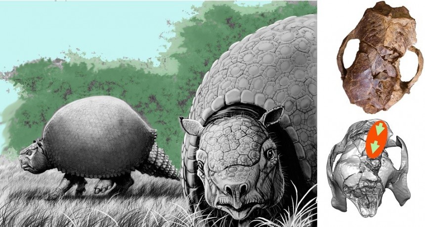 Refuerzan hipótesis de que los humanos influyeron en la extinción de la megafauna sudamericana