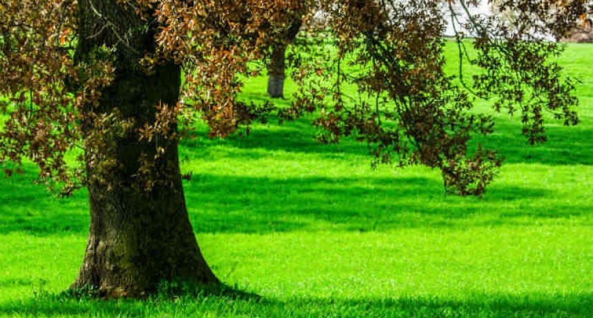 Un árbol
