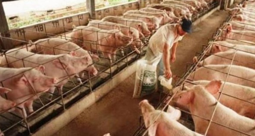 Se amplio el beneficio del Programa de Fortalecimiento Productivo Argentino para productores porcinos recientemente reestablecido
