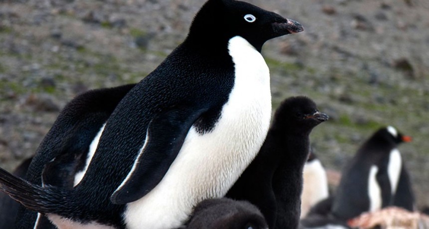Hueso medular en pingüinos: una clave para diferenciar sexos en el registro fósil