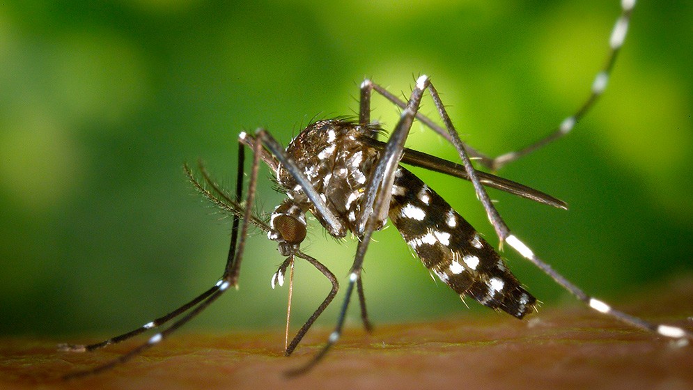 Descubren una mutación genética en mosquitos transmisores del dengue involucrada en la resistencia a insecticidas