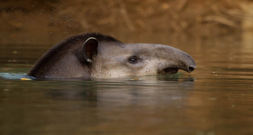 Comprueban el rol fundamental de una especie vulnerable en la conservación de bosques argentinos