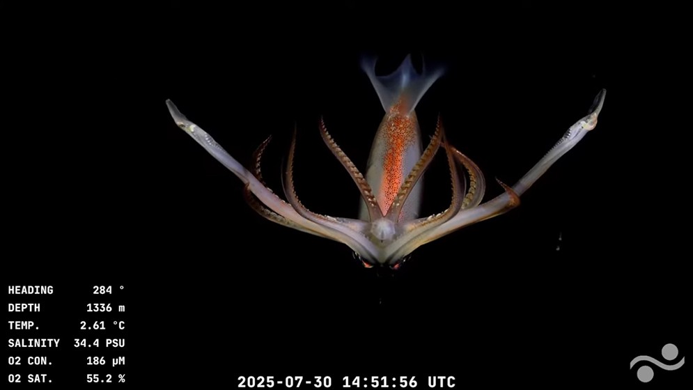 Transmisión en vivo a 3.900 metros de profundidad: en colaboración con el Schmidt Ocean Institute, investigadores del CONICET realizan la expedición “Underwater Oases of Mar Del Plata Canyon: Talud Continental IV”