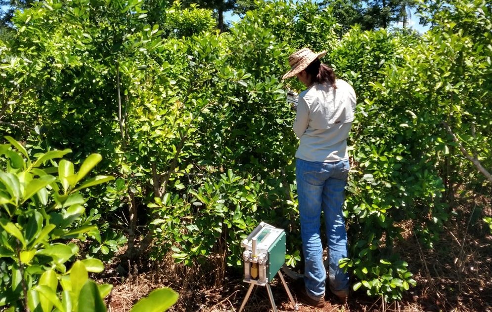 Estudian la incorporación de otros árboles en las plantaciones de yerba mate para mejorar el rendimiento del cultivo