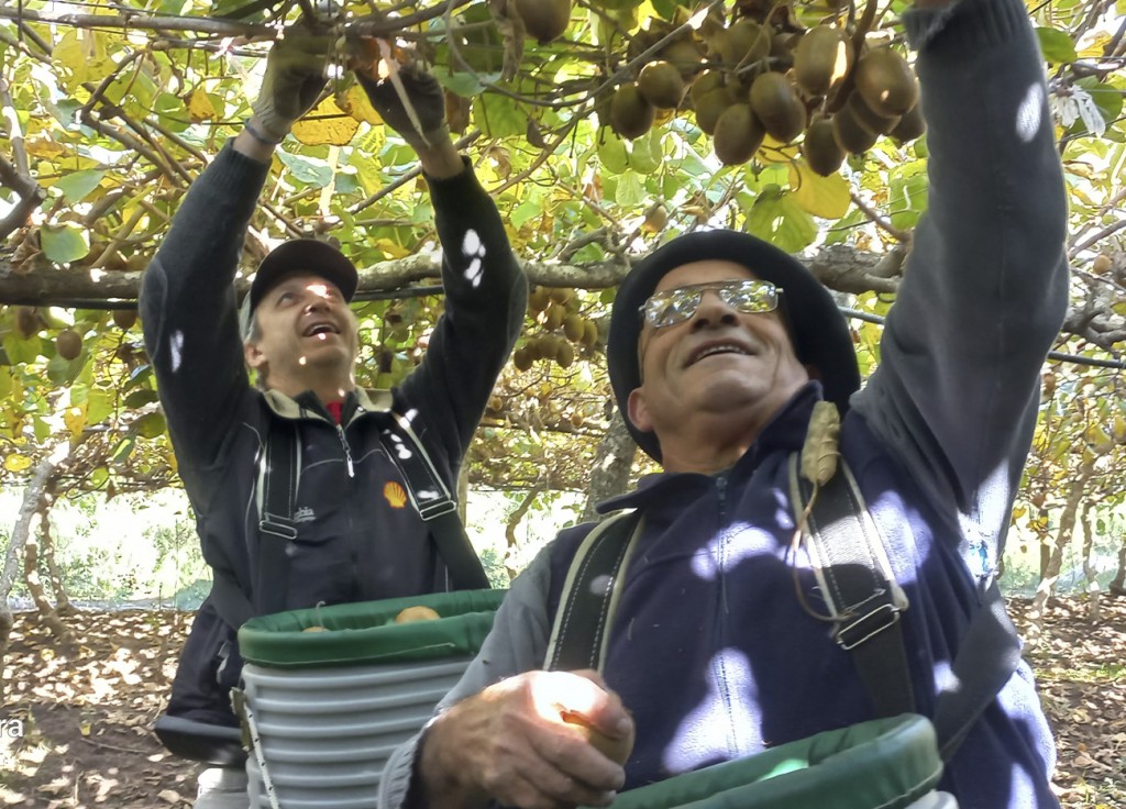 Descubrí una ruta única entre kiwis, olivos y cielos abiertos que despiertan tus sentidos